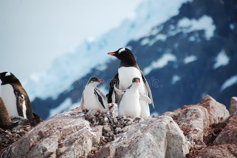 Penguinã€€family